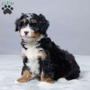 Sandra, Mini Bernedoodle Puppy